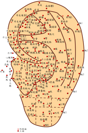 Chinese Auricular Ear Acupuncture Chart